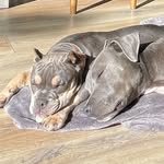 Maximus Gray. Max. Maxi. Moose. Smush. Monkey. Bubbs. Chubbs. - @bubbs.n.chubbs - Instagram