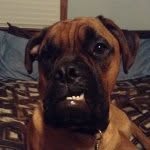 Maximus Orilious Gray - @max_the_boxerdog - Instagram