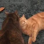 Maximus Pettus & Gray - @catwomanvoice.mp3 - Instagram