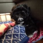 Maximus - @maximus_hallskaret - Instagram