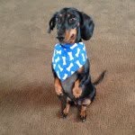 Maximus - @maximusharris04 - Instagram