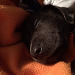 Maximus  Harris - @charcoal_maximus_13 - Instagram