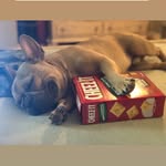 Maximus Harris - @frenchie.maximus - Instagram