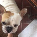 Maximusharris - @maximusharris - Instagram