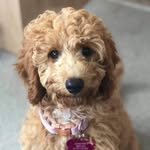 Penny Harrison - @maximusharrison - Instagram