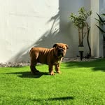 Maximus Herrera Jara - @maximus_bulldog2021 - Instagram