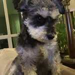 Maximus - @maximushill - Instagram