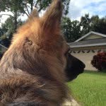 Maximus Holt - @holtpets - Instagram