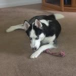 Maximus Hunter Valentine - @dogsrule273 - Instagram