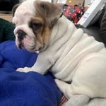@maximushunter_theenglishbully - Instagram