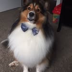 Dale Maximus Jackson - @dalethesheltie12 - Instagram