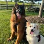 Horus & Maximus Jackson - @barking_to_america - Instagram