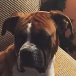 Maximus Jackson - @maxtheboxer16 - Instagram