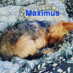 Maximus Jackson - @maximus_th3gr8 - Instagram
