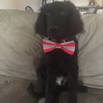 Thortavius Maximus Jackson I - @the_chronicles_of_thor - Instagram