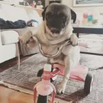 Leopold Maximus Jacobs III - @leobrosational - Instagram
