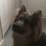 Maximus bear johnston - @maxthe_germansheppard_ - Instagram