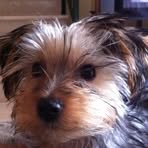 Maximus Johnston - Facebook