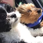Minnie And Maximus Johnston - @minnieandmaximus - Instagram