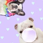 King + Maximus - @king_e_maximus - Instagram
