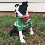 Ramzi Maximus King - @ramzi_thebostonterrier - Instagram