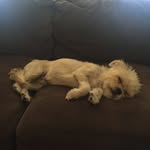 Maximus Decimus Lambard - @maximuslambard - Instagram