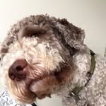 Maximus Lamb - @maximus_lamb24 - Instagram