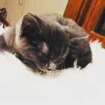 Maximus - @maximuslambert - Instagram