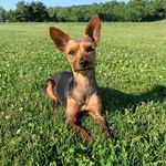 Maximus - @_maximus_lee_ - Instagram