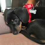 Maximus Lee - @maximuslee33 - Instagram
