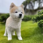 Maximus Lee - @maximusdoge - Instagram