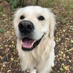 Maximus Lee 🐾 - @maximuslee_retriever - Instagram