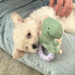 @maximusleethemaltipoo - Instagram