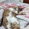 maximuslyons73600 - @maximuslyons73600 - TikTok