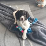 Maxthespringer - @maximus_marshall - Instagram