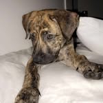 Max Katta the labrador/boxer - @maximus__maxwell - Instagram
