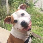 Maximus / Maxwell / Mad Max - @maxthecowdog - Instagram