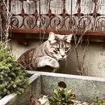 Maximus Maxwell Maximilian III - @stoner__kitty__ - Instagram