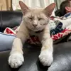 MaxwellMaximilianMaximus - @maxwellmaximilianmaximus - TikTok