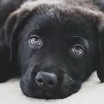 MAX - @maximus_mayhem_ - Instagram