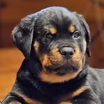 Maximus Mayhem - @maximusmayhem23 - Instagram
