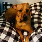Maximus Mayhem - @maximus_mayhem - Instagram