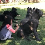 Maximus & Monroe - @maximus.and.monroe.thecorsos - Instagram