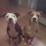 Maximus & Moon - @maximus.and.moon - Instagram