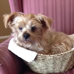 Maximus Moo - @maximus_moo_nugget - Instagram