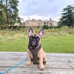 Maximus Moore - @maximus_french_bulldog - Instagram