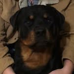Maximus Moorelius - @maximus_moorelius - Instagram