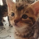 Maximus - @maximus_morris22 - Instagram