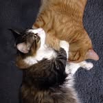 Maximus & Morris - @morris_max2 - Instagram