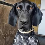 Maximus Moses - @maximusmoses3 - Instagram